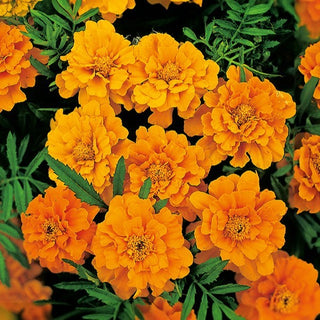 Studentenblume - Valencia - Farbenfrohe Gartenvielfalt - Tagetes patula