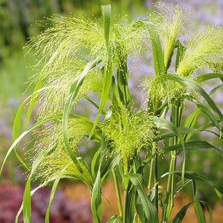 Panicum elegans - Atemberaubende, Filigrane Blütenrispen - Panicum elegans - Premium-Saatgut