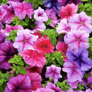 Petunia - A Selection of Balcony Varieties - Explosion of Colours in Every Pot - Petunia x Hybrida Pendula - Premium Seeds