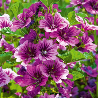 Mauretanische Malve - Dekorativ, Tiefviolett - Malva sylvestris L. var. mauritiana - Premium-Saatgut
