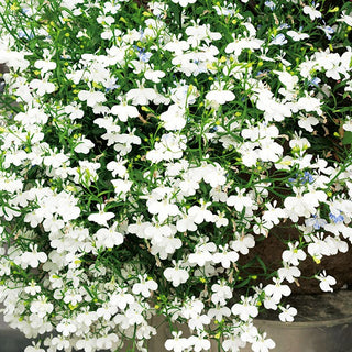 Männertreu, Hängelobelie - Weiß - Elegante Zierde Für Terrasse Und Balkon - Lobelia pendula