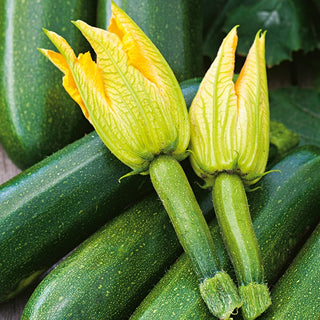 Edible Flowers Courgette Astra Polka - Addition to Salads, Roasted and Fried Dishes - Premium Seeds