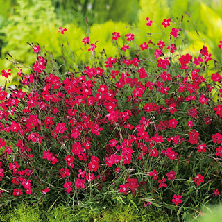 Heidenelke - Flashing Light - Rote Blüte Mit Besonderem Akzent - Dianthus deltoides