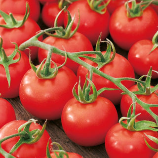 Tomate Dafne F1 - Hoher Ertrag, Früh Ernte, Widerstandsfähig