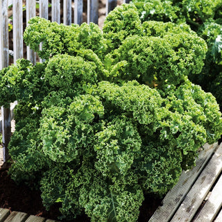 Dwarf Green Curled Kale - Vitamin Bomb with a Unique Taste! - Premium Seeds