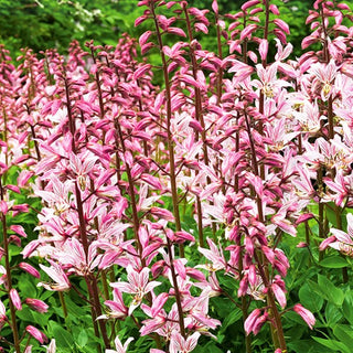 Diptam - Trockenheitsverträgliche Gartenpflanze - Dictamnus fraxinella - Premium-Saatgut