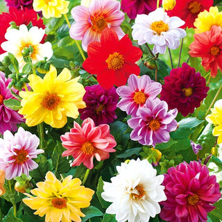 Dahlie - Halbgefüllte Mischung - Halbgefüllte Sommermischung - Dahlia pinnata - Premium-Saatgut