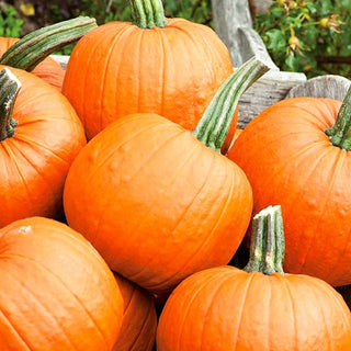 BIO Kürbis Jack O'Lantern - Nachhaltige Herbstdekoration - Premium-Saatgut