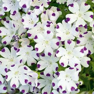 Gefleckte Hainblume - Auffälliges Muster, Besonders Dekorativ, Originalität - Nemophila maculata - Premium-Saatgut