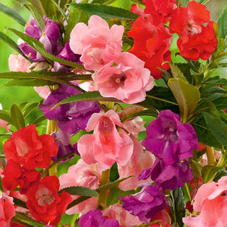 Kamelien Balsaminen - Mischung - Einjährig, Perfekt Für Beete Und Kübel - Impatiens balsamina