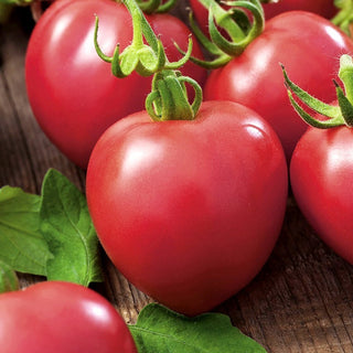 Raspberry Vintage Tomato - Raspberry, Sweet, Resistant to Cracking - Premium Seeds