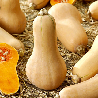 Butternut Squash - Exceptionally Tasty and Healthy - Cucurbita Moschata - Premium Seeds