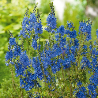 Großer Ehrenpreis - Intensive Leuchtkraft, Farbenpracht Für Jahre - Veronica teucrium - Premium-Saatgut