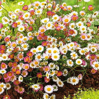 Spanisches Gänseblümchen - Rosaroter Weißer Blütenteppich - Erigeron karvinskianus