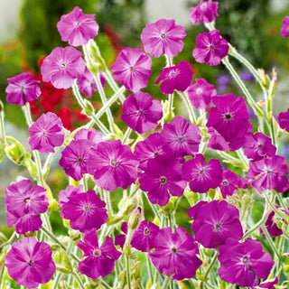 Kronen-Lichtnelke - Zierde Für Beete Und Trockenmauern - Lychnis coronaria - Premium-Saatgut