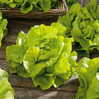 Kopfsalat Lento - Dichte Große Grüne Köpfe, Lange Ernte