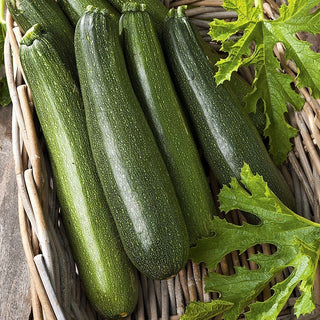 Zucchini Astra Polka - Sehr ertragreich, resistent und voller Vitamine - Mega-Packung - 500 g