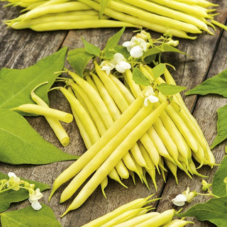 Tara Yellow Dwarf Bean - Golden Pods, Disease-Resistant, Perfect for Cultivation - Premium Seeds
