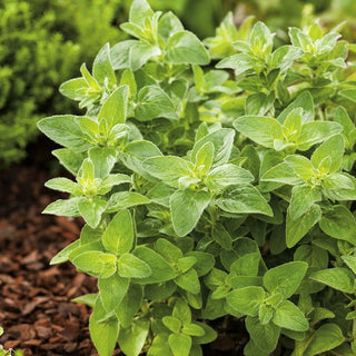Oregano - Intense Fragrance, Unparalleled Taste - Origanum Vulgare - Premium Seeds