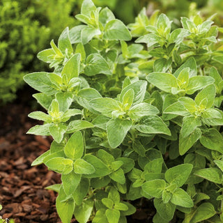 BIO Oregano, dost - Italienisches Aroma Direkt Aus Dem Beet - Origanum vulgare - Premium-Saatgut
