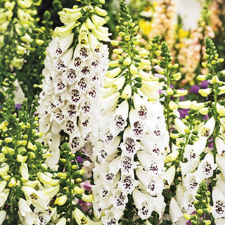 Fingerhut - Weiße - Besonders Dekorative Form Und Höhe - Digitalis purpurea