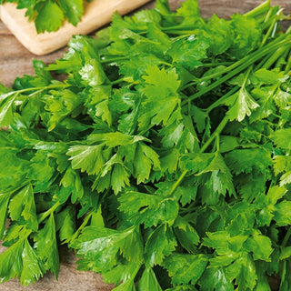 Schnittsellerie Jemny - Aromatische Blätter, Reichhaltige Ernte - Apium graveolens var. secalinum