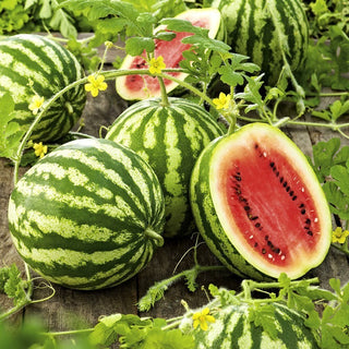BIO Wassermelone Crimson Sweet - Bio Natürlich Süß, Aromatisches Fruchtfleisch - Premium-Saatgut