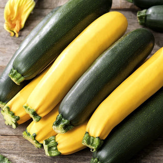 Zucchini - Mischung verschiedener Sorten - Vielseitig Für Jeden Garten - 100 g