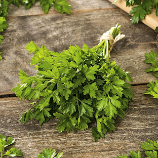 Petersilie Gigante D'Italia - Große Aromatische Blätter, Schnelles Wachstum - 100 g