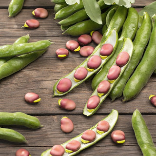 Broad Bean Karmazyn - Rich in Flavour and Nutrients - Premium Seeds