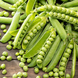 Erbsen Sześciotygodniowy - Erntebereit In 6 Wochen - XXL-Packung - 1 kg