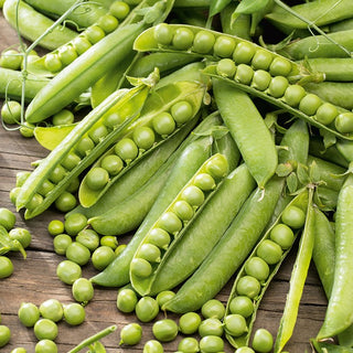 Markerbse Wunder von Kelvedon - Sehr Ertragreich, Frühe Sorte - 500 g