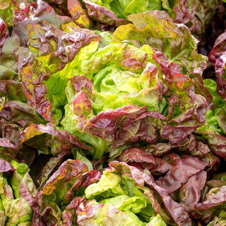 Butterhead Lettuce Quattro Stagioni - Extremely Decorative Leaves, Ideal for Early Spring Harvests - Premium Seeds