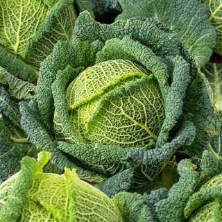 Wirsing Blistra F1 - Dicht, Stark Gekraust, Besonders Schmackhaft - 10 g