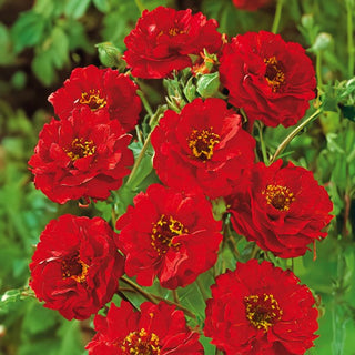 Nelkenwurz - Mrs. Bradshaw - Staude Mit Besonderem Charme - Geum chiloense - Premium-Saatgut
