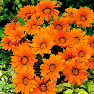 Mittagsgold - Orange mit Ring - Warme Farbe, Elegantes Auge - Gazania splendens