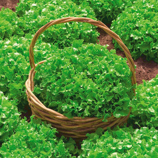 BIO Eichblattsalat - Salad Bowl - Salatgenuss In Bio-Qualität - Premium-Saatgut