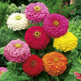 Dahlia-Flowered Zinnia - A Selection of Varieties - Regal Decoration of Summer Beds! - Zinnia Elegans - Premium Seeds