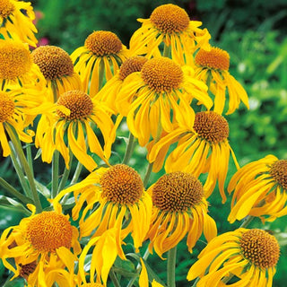Hoopes Sonnenbraut - Pflegeleichte Mehrjährige - Helenium hoopesii - Premium-Saatgut