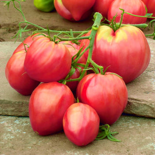 Tomate - Oxheart - Lange Erntezeit, Hohe Qualität - Großpackung - 10 g