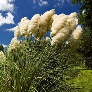 White Pampas Grass - Frost-Resistant, Regal Garden Decoration - Cortaderia Selloana - Premium Seeds