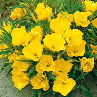 Missouri Nachtkerze - Bodendeckende Zierstaude Für Hänge - Oenothera missouriensis - Premium-Saatgut