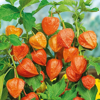 Lampionblume - Dekorative Beetgestaltung, Für Trockengestecke - Physalis alkekengi var. franchetii - Premium-Saatgut
