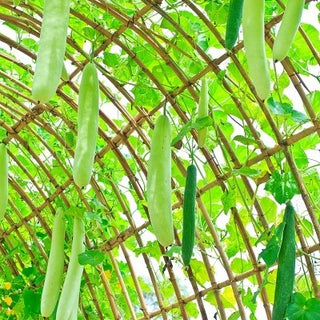 Flaschenkürbis - Snake - Dekorative Schlangenförmige Früchte - Lagenaria siceraria