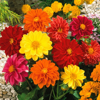 Dahlie Unwins - Leichter Natürlicher Stil - Dahlia pinnata - Premium-Saatgut
