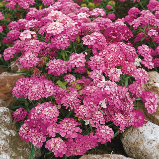 Doldige Schleifenblume - Rosa Cardinal - Perfekt Für Beete, Balkon Und Kübel - Iberis umbellata - Premium-Saatgut
