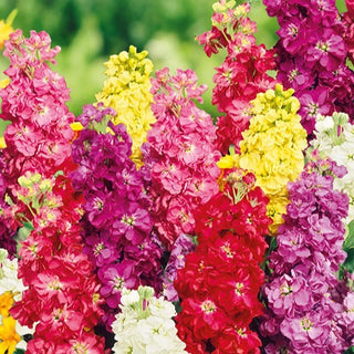 Levkoje - Sommerliche Blütenpracht Im Klassischen Stil - Matthiola incana - Premium-Saatgut