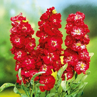 Levkoje - Excelsior Pacific Crimson - Dunkelrote Blütenpracht - Matthiola incana