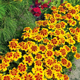 Studentenblume - Pascal - Perfekt Für Niedrige Beete - Tagetes patula
