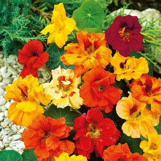 Zwerg Kapuzinerkresse - Gefüllte - Auffallend, Bienenfreundlich - Tropaeolum majus var. nanum